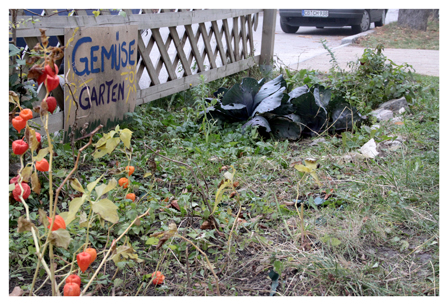 Gemüsegarten des Laura Gatner Hauses